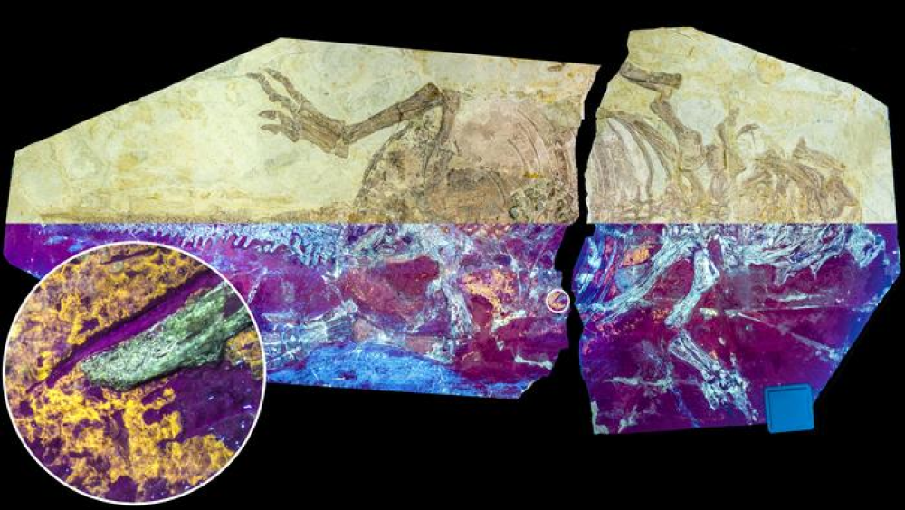 Scientists discover ‘zoned development’ in dinosaur skin, with zones of reptile-style scales and zones of bird-like skin with feathers Scientists discover ‘zoned development’ in dinosaur skin, with zones of reptile-style scales and zones of bird-like skin with feathers